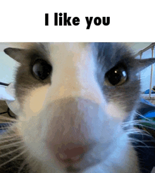 a close up of a cat with the words " i like you " below it