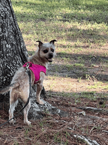 a small dog wearing a pink harness and leash stands next to a tree