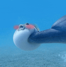 a dolphin is swimming in the ocean with a puffer fish in its mouth