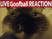 a picture of a cat with the words " live goofball reaction " behind it