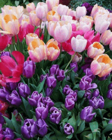 a bunch of purple and pink flowers are growing in a garden