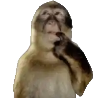 a close up of a monkey covering its nose with its hand