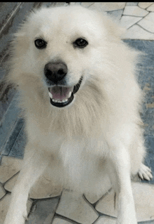 a white dog with a pink tongue is smiling and looking at the camera