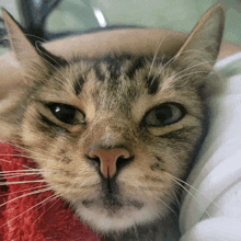 a close up of a cat 's face with glasses on its head