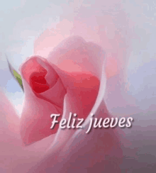 a pink rose with the words feliz jueves written below it