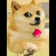 a doge is holding a rose in its paws .