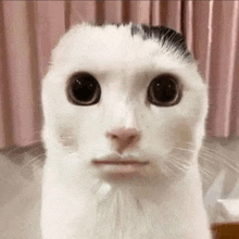 a white cat with a black spot on its head is looking at the camera with a funny face .