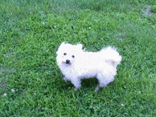 a small white dog standing in the grass .