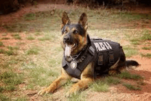 a german shepherd dog wearing a tactical vest is laying on the ground .