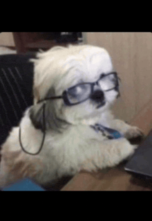 a small white dog wearing glasses and a headset is sitting at a desk