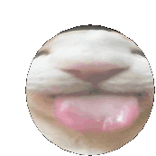 a close up of a cat 's face in the shape of a circle
