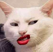 a white cat with red lipstick on its mouth is making a funny face .