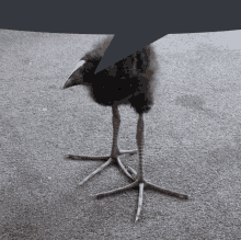 a black bird with a white beak is standing on a carpet