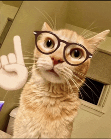 a cat wearing glasses is pointing up with its finger