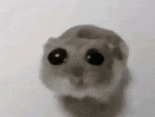 a close up of a hamster with big eyes on a white background .