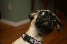 a pug dog with a purple collar looks up at the camera