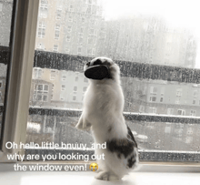 a rabbit is standing on its hind legs in front of a window and looking out the window