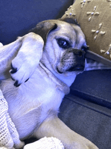 a dog is laying on a couch with a pillow on top of it