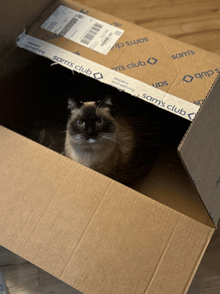 a cat peeking out of a box that says sam 's club
