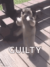a squirrel is standing on its hind legs on a wooden deck holding ice cubes in its paws .