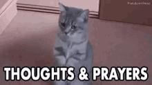 a cat is sitting on its hind legs in a room with the words `` thoughts and prayers '' written above it .