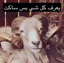 a close up of a sheep with arabic writing on it