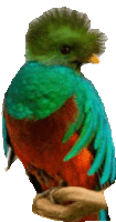 a green and red bird with a yellow beak is sitting on a branch