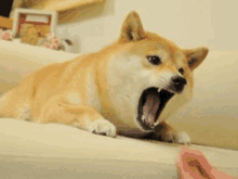 a dog is yawning while laying on a couch and a person is touching it .