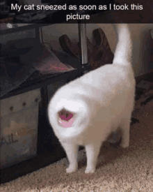 a white cat with its mouth open is sneezing as soon as it took this picture .