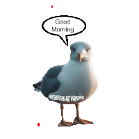 a seagull with a speech bubble that says good morning on it