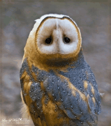 a close up of an owl with the name lisa l. king on the bottom left