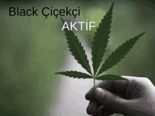 a person holding a marijuana leaf with the words black cicekçi aktif written above it