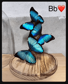 three blue butterflies in a glass dome with the letters bb above