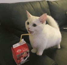 a white cat is drinking from a carton of milk