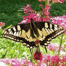 a yellow and black butterfly is sitting on a pink flower .