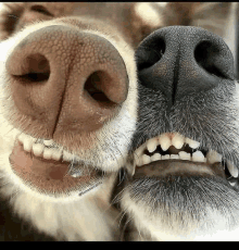 a close up of two dogs ' noses with their mouths open and teeth showing .