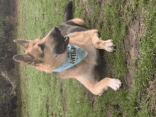 a german shepherd wearing a birthday bandana laying in the grass