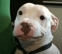 a white dog with a black collar is smiling for the camera