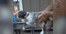 a cat is being held by a person in front of a sign that says " where pets come first "