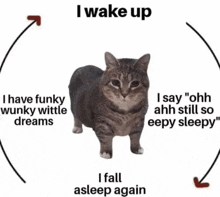 a cat is standing in a circle with the words i wake up and i fall asleep again