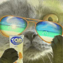 a cat wearing sunglasses and holding a bag of tol