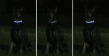 a dog wearing a glow in the dark collar is sitting in the grass