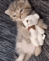 a kitten is laying on a couch holding a small teddy bear