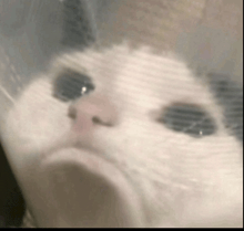 a close up of a cat 's face behind a plastic bag