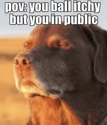 a close up of a dog with a caption that says pov : you ball itchy but you in public