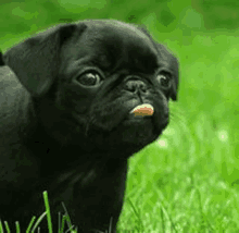 a black pug puppy with a pink tongue sticking out is standing in the grass .