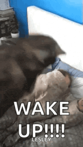 a dog is laying on top of a person on a bed with the words `` wake up ! ''