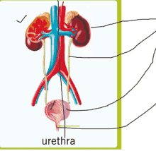 a diagram of the urinary system with the word urethra at the top