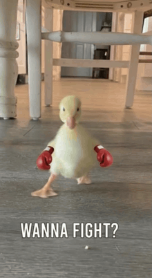 a duck wearing red boxing gloves is standing on a wooden floor .