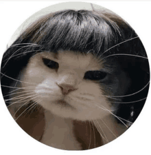 a black and white cat wearing a wig with bangs .